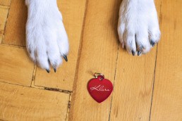 Disadvantages of Microchipping your Pet