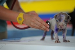 Microchipping a puppy