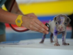 Microchipping a puppy